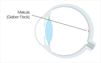 Makula - Gelber Fleck - Auge